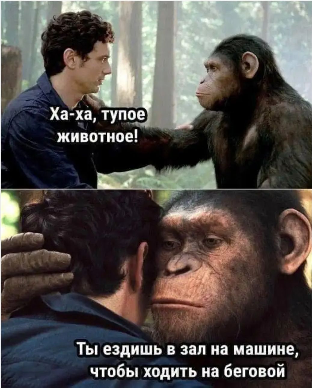 Ха-ха, тупое животное! Ты ездишь в зал на машине, чтобы ходить на беговой.