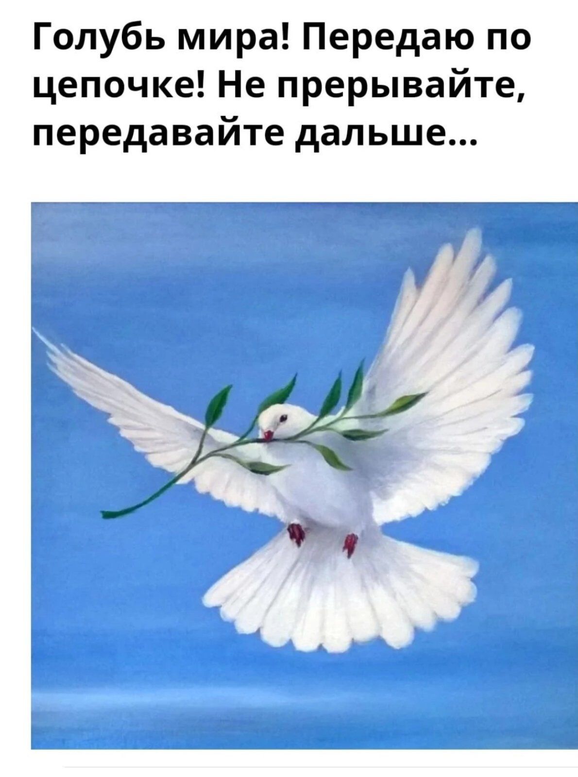 Голубь мира Передаю по цепочке Не прерывайте передавайте дальше