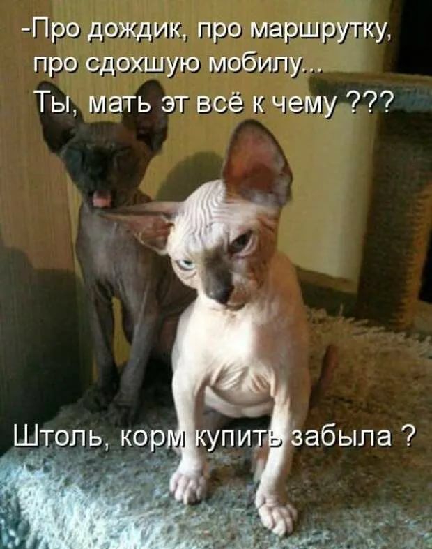 Про дождик про маршрутку про сдохшую мобилу Ты мать эт всё к чему