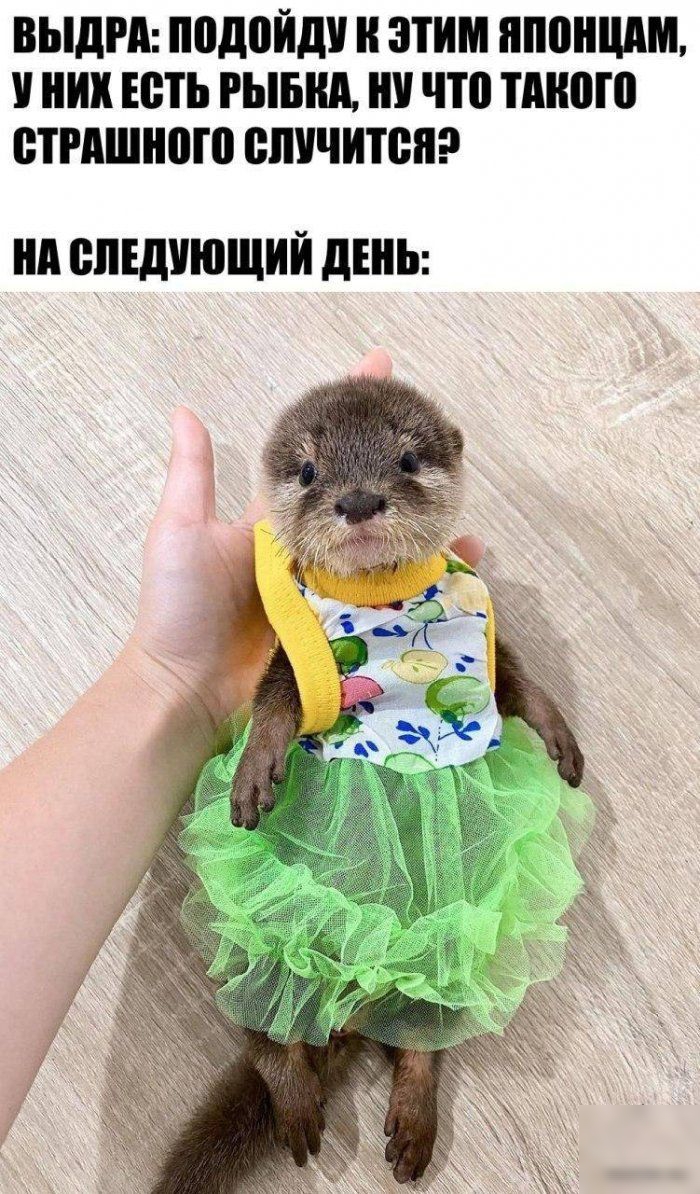выдМ ПВДПЙДУ и ЭТИМ ПППНШШ У НИХ ЕСТЬ РЫБКА что ТМЮШ БТМШНПЮ случится нп ШЕДУЮЩИЙ ЛЕНЬ