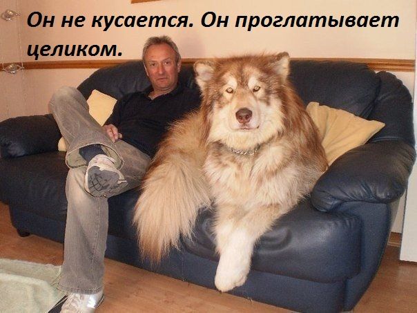 а не кусается 0н проглатывает