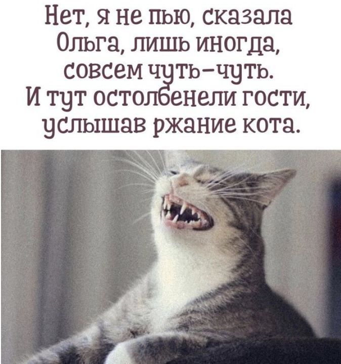 Нет я не пью сказала Ольга лишь иногда совсем тивчуть И тут осто енели го услышав ржание кота