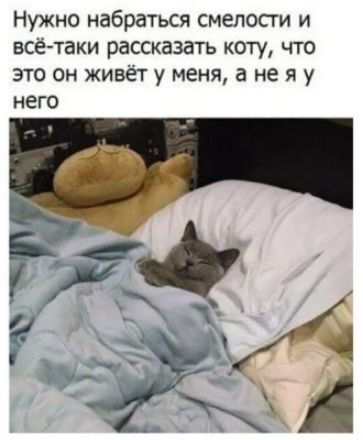 Нужно набраться смелости и всётаки рассказать коту что это он живет у меня а не я у него