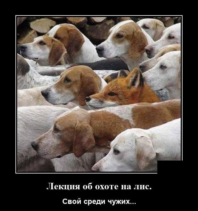 Лекция об охоте на лис Свой среди чужих