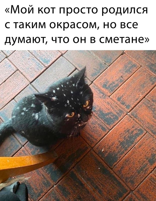 Мой кот просто родился с таким окрасом но все думают что он в сметане