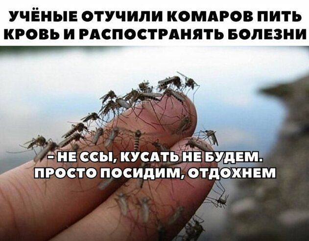 УЧЁНЫЕ ОТУЧИЛИ КОМАРОВ ПИТЬ КРОВЬ И РАСПОСТРАНЯТЪ БОЛЕЗНИ