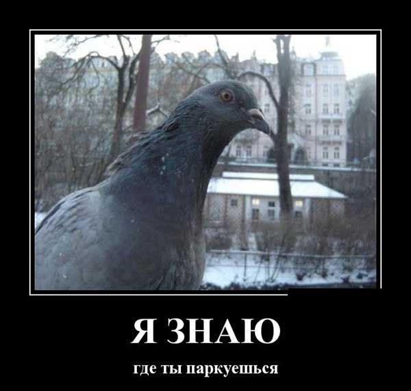 где ты паркуешься