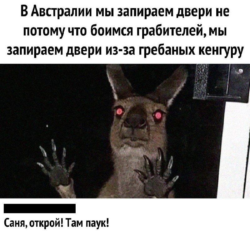 В Австралии мы запираем двери не потому что боимся грабителей мы запираем двери из за гребаных кенгуру Саня открой Там паук