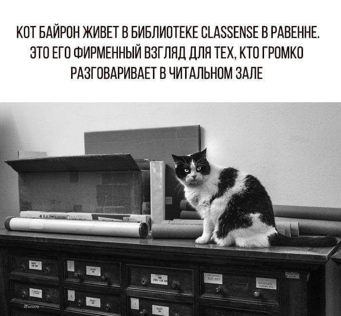 КНТ БАЙРПН ЖИВЕТ В БИБЛИПТЕКЕ СЦЗЗЕМЗЕ В РАВЕННЕ ЗТО ЕГО ФИРМЕННЫЙ ВЗГЛЯД ДЛЯ ТЕХ КТО ГРПМКП РАЗГОВАРИЕАЕТ В ЧИТАЛЬНОМ ЗАЛЕ