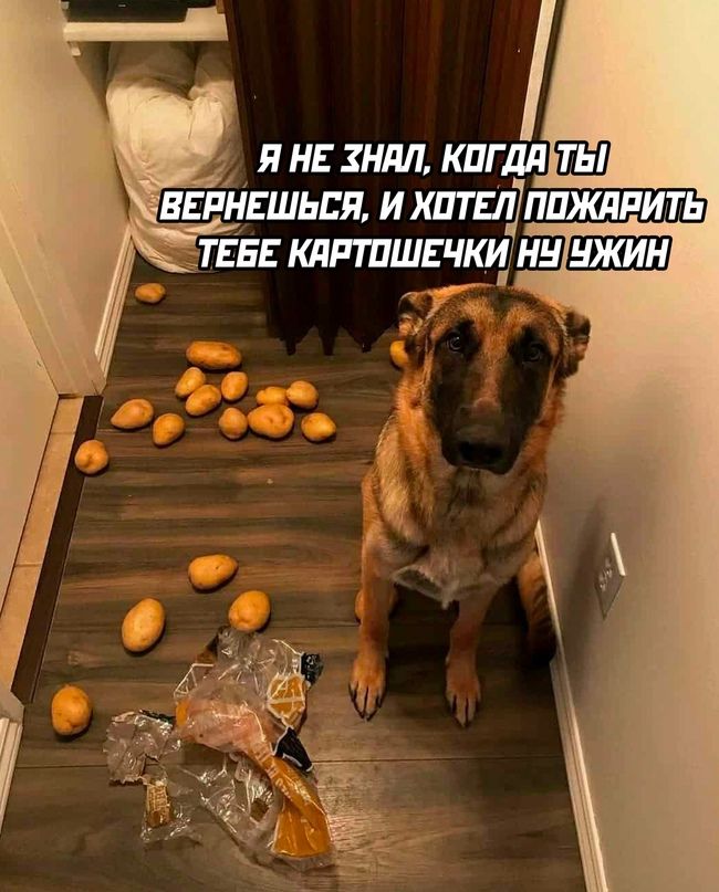 И НЕ ЗИМ КПГ дд ЩП ВЕРНЕШЬЕЯ И ЩПШКЛРИП ТЕБЕ КЛППШЕЧЩ НЦ ЩШ