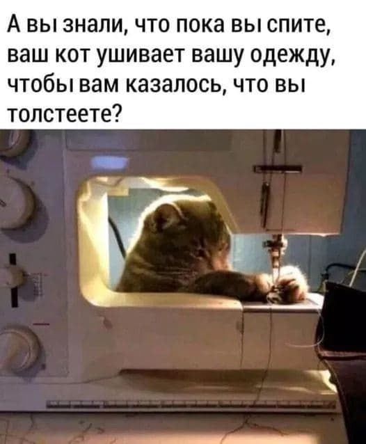 А вы знали что пока вы спите ваш кот ушивает вашу одежду чтобы вам казалосьчто вы толстеете