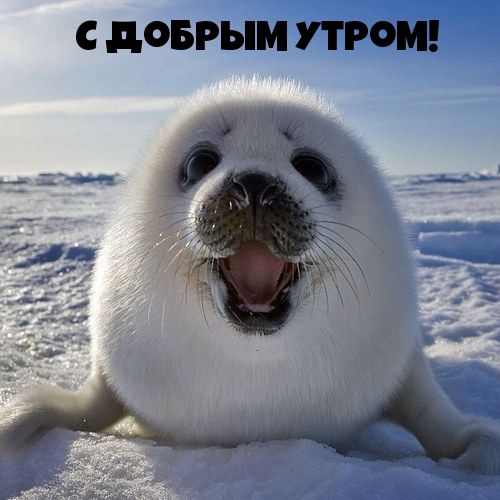 С дОБРЬМ УТРО