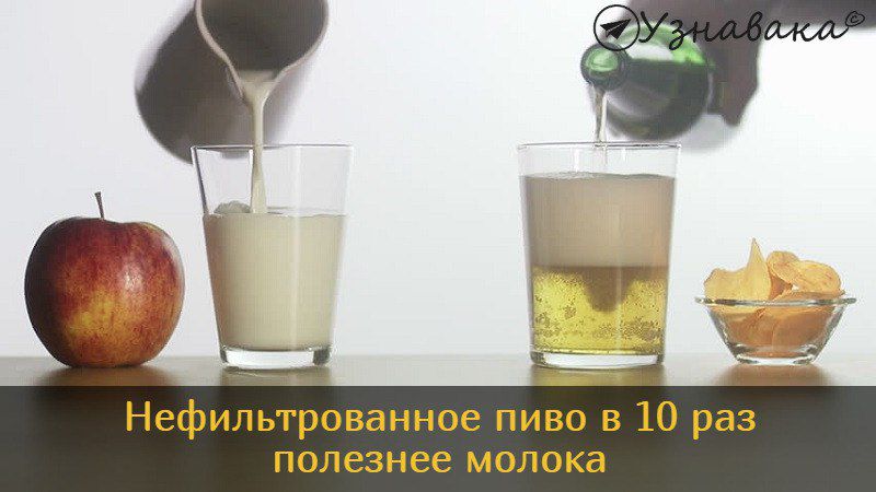Нефипьтрованное пиво в 10 раз полезнее молока