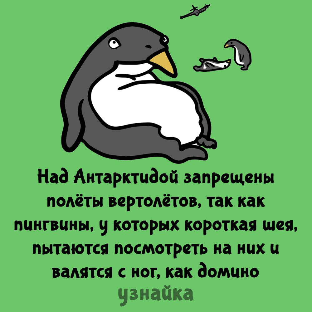 1 Под Аитарктидой запрещены полёты пртокётои так как пингвины которых короткая шея пытаются посмотреть на них и валятся нот как домино чэнайка
