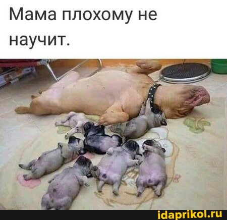 Мама плохому не научит