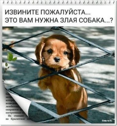 извините ПОЖАЛУЙСТА это ВАМ НУЖНА ЗЛАЯ СОБАКА