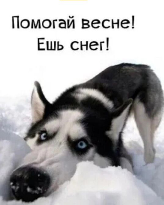 Помогай весне Ешь снег