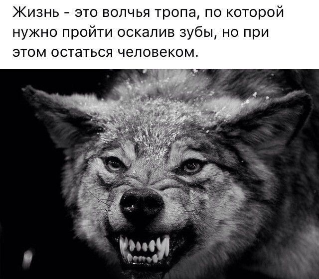 Жизнь это волчья тропа по которой нужно пройти оскапив зубы но при этом остаться человеком яп Ргіч