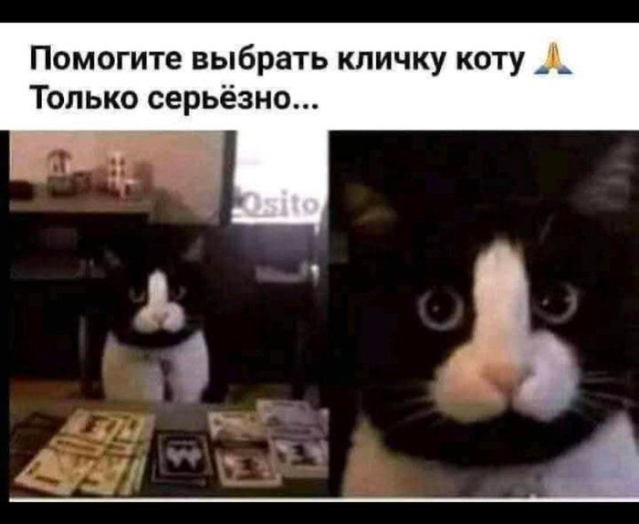 Помогите выбрать кличку коту _0_ Только серьёзно