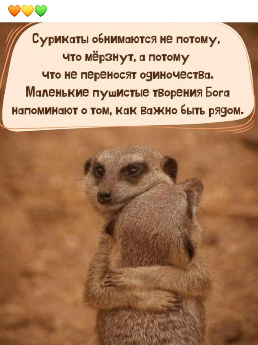 Сурикаты обнимаются не потому, что мерзнут, а потому что не переносят одиночества. Маленькие пушистые творения Бога напоминают о том, как важно быть рядом.