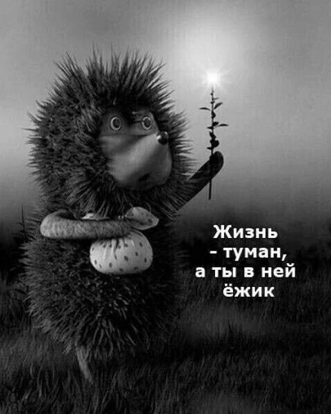 Жизнь - туман, а ты в ней ёжик