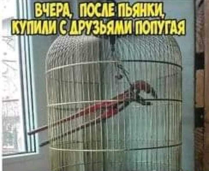 вчщ постит купили _дтьщ попугая