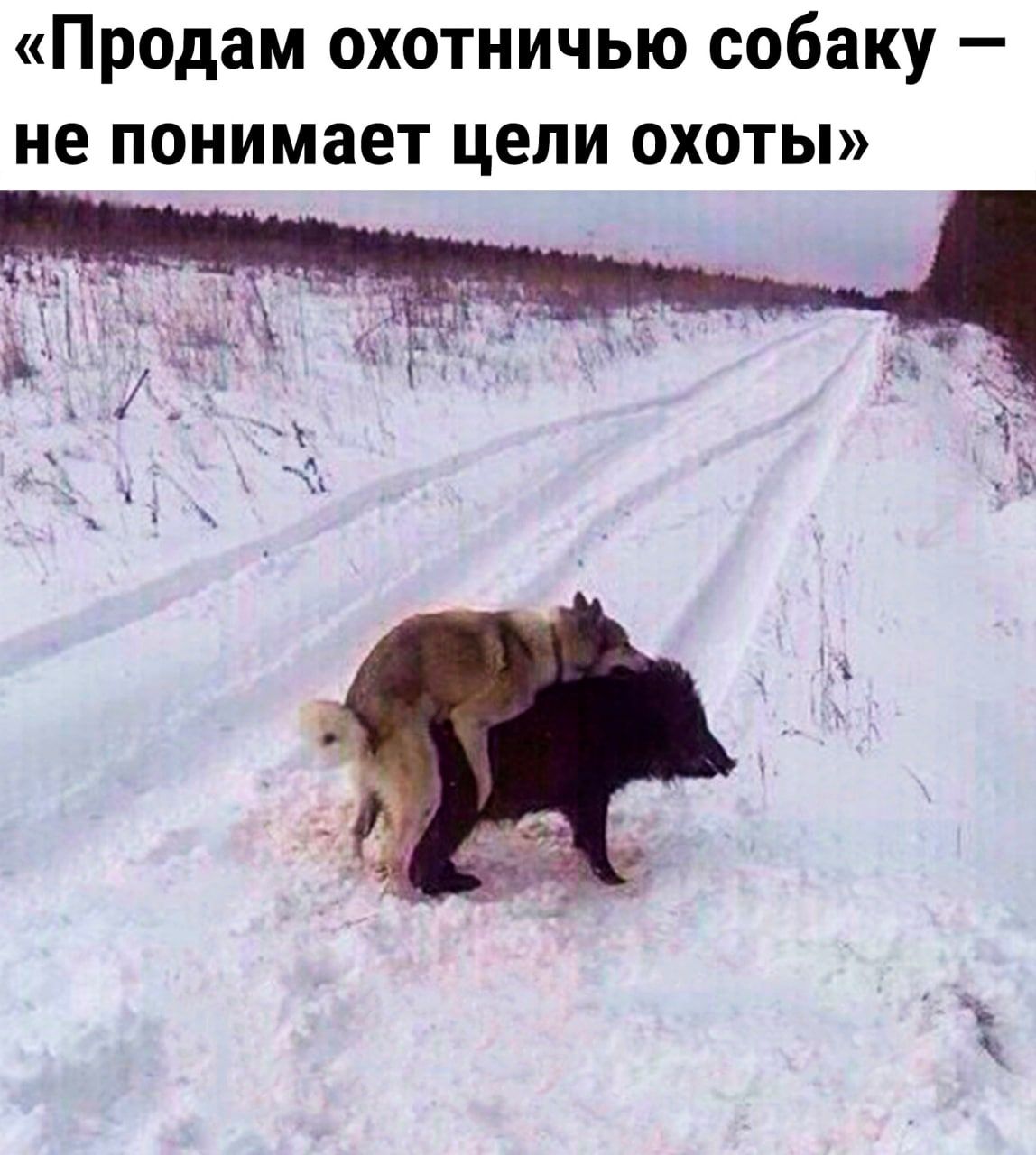 продам ОХОТНИЧЫО собаку _ не понимает ЦЕЛИ ОХОТЫ