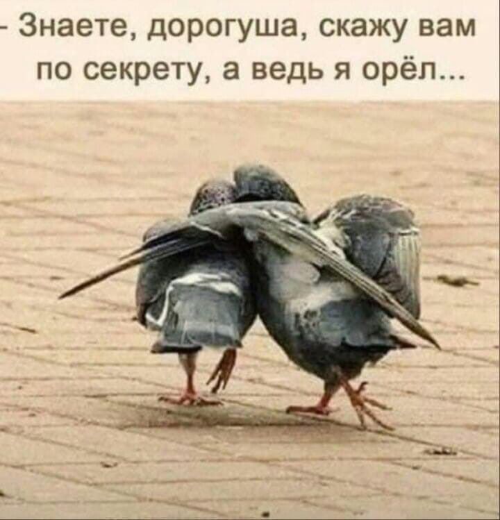 Знаете дорогуша скажу вам по секрету а ведь я орёл