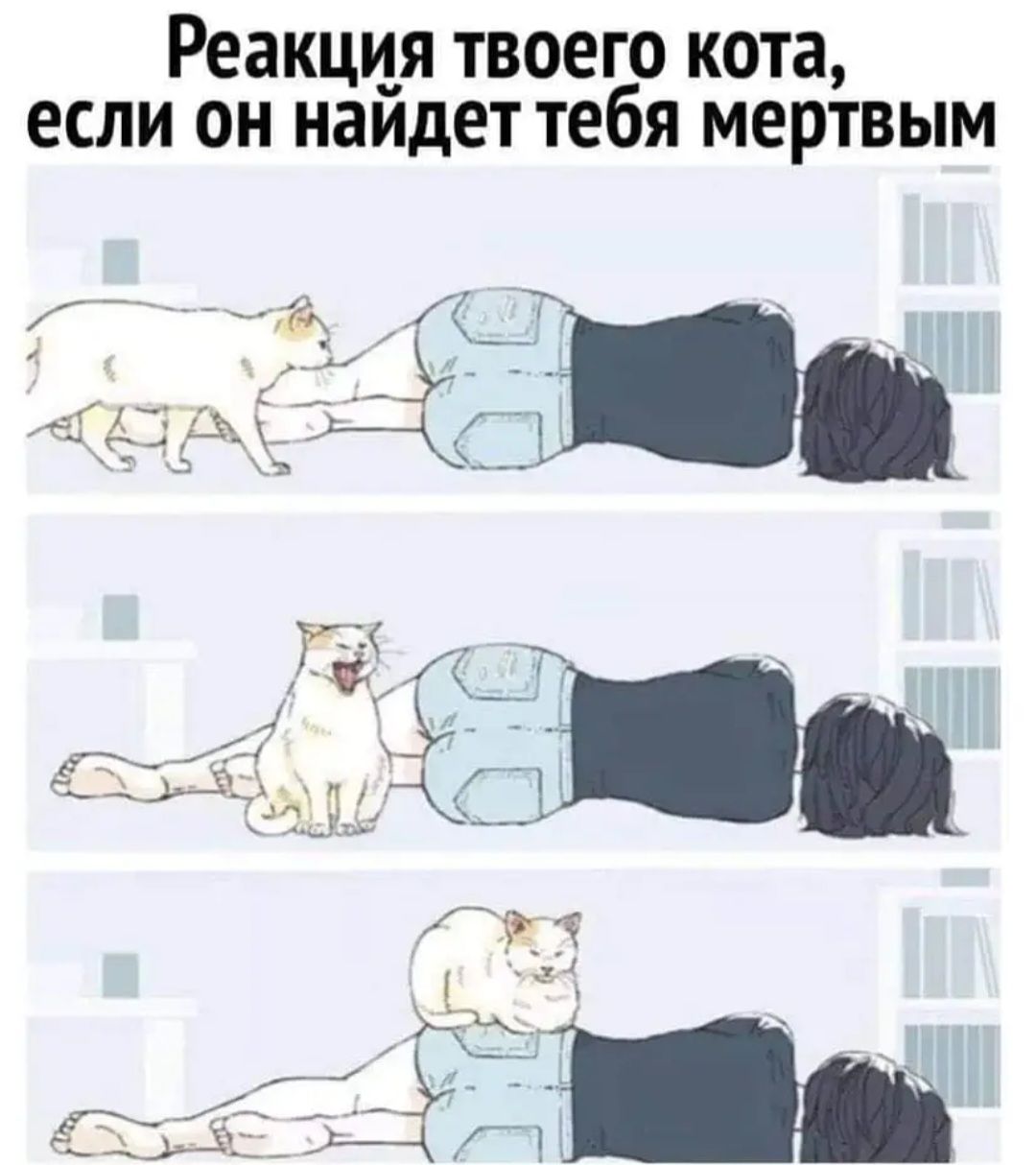 Реакци_я твоего кота если он наидет тебя мертвым 743 А тг__