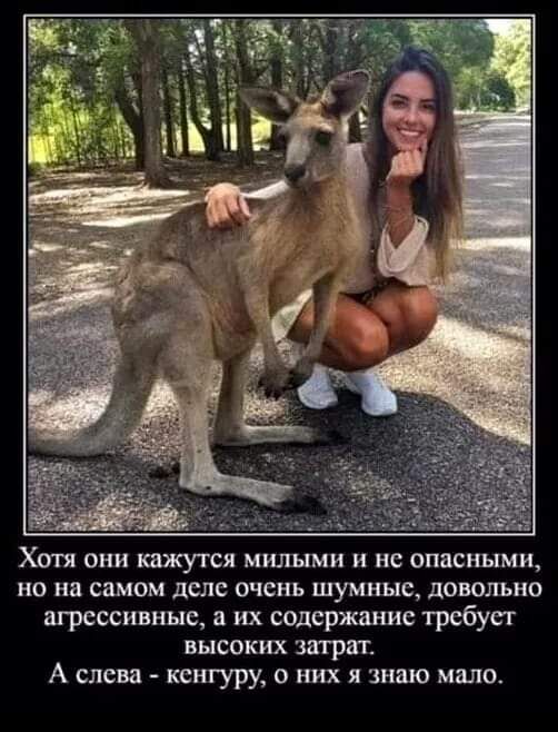 ХЛП ОНИ МЖУТСЯ милыми и Не ОПБСНЫМИ НО на самом деле очень шумные довольно агрессивные в их содержание требует высоких затрат А слева кенгуру о них я знаю мало