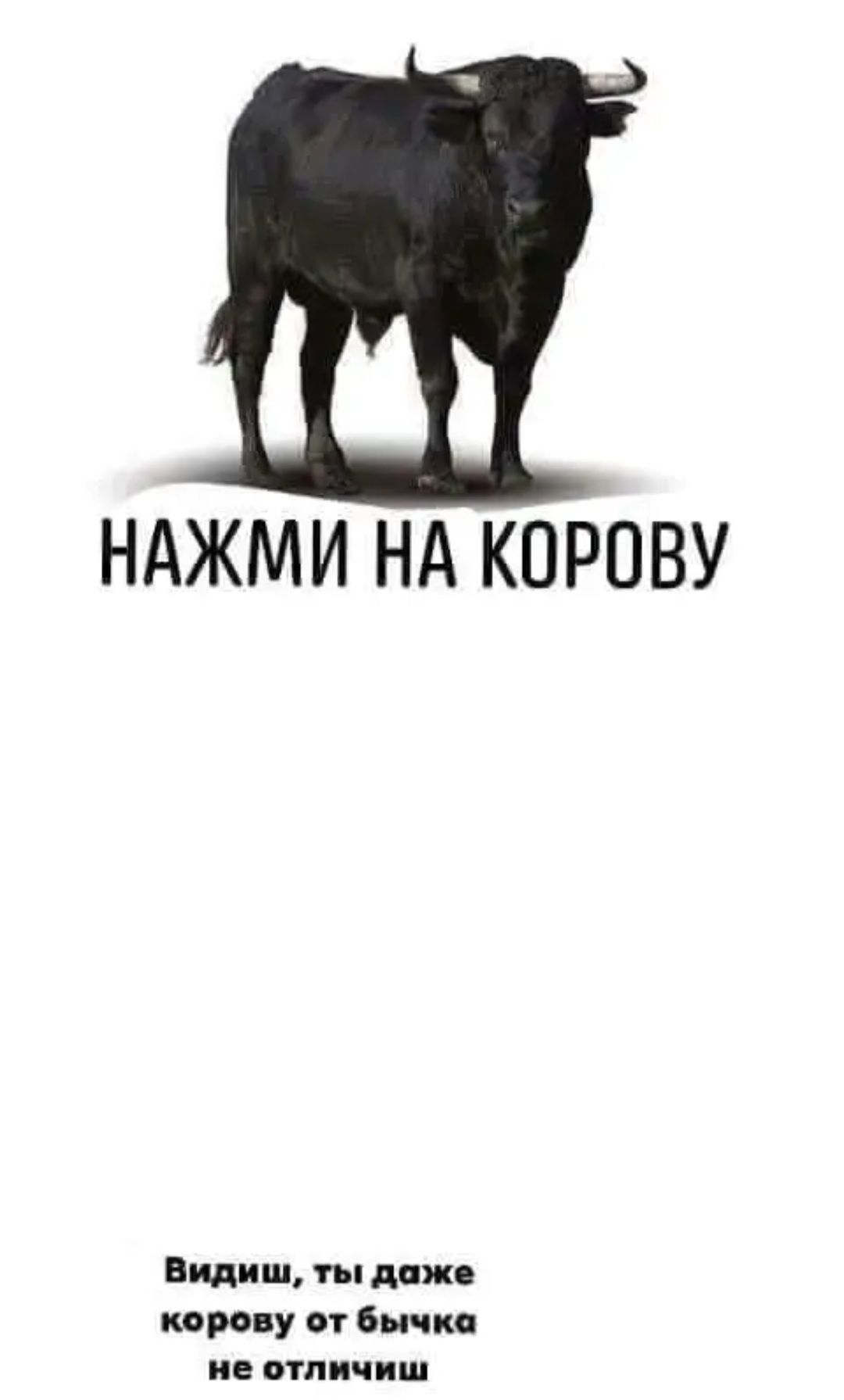 НАЖМИ НА КОРОВУ идиш ты для корову от бычка ИЕ ОТЛПч Ш