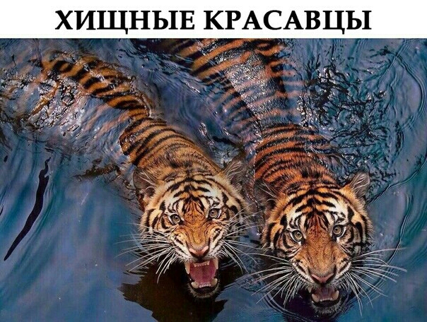 ХИЩНЫЕ КРАСАВЦЫ