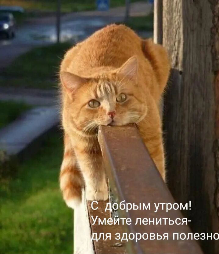 зайцевы прпезно