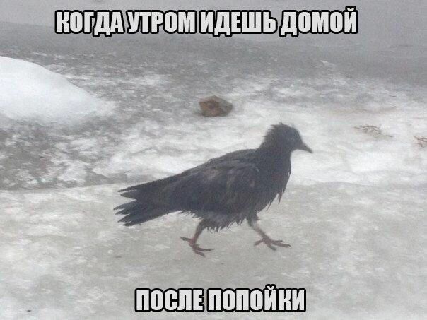 Щшвші ШШШЗШ