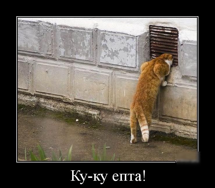 Ку ку епта