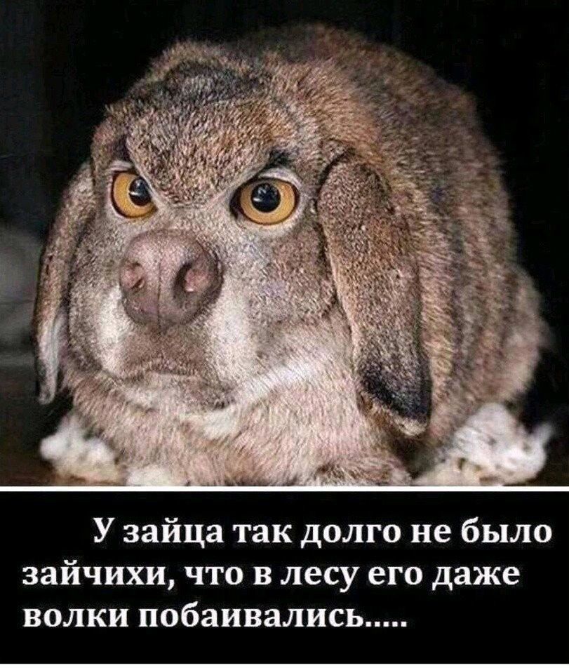У зайца так долго не было зайчихи что в лесу его даже волки побаивались
