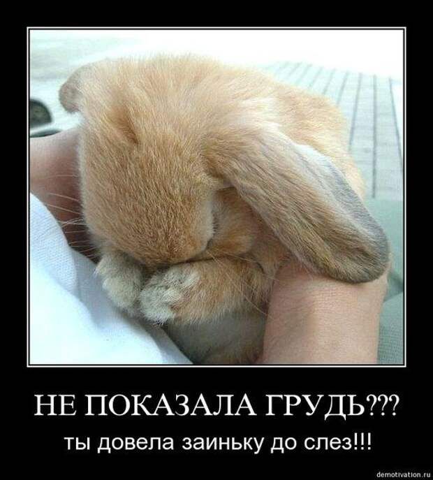 НЕ ПОКАЗАЛА ГРУДЬ ты довела заиньку до слез