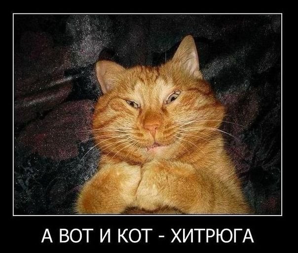 А ВОТ И КОТ ХИТРЮГА