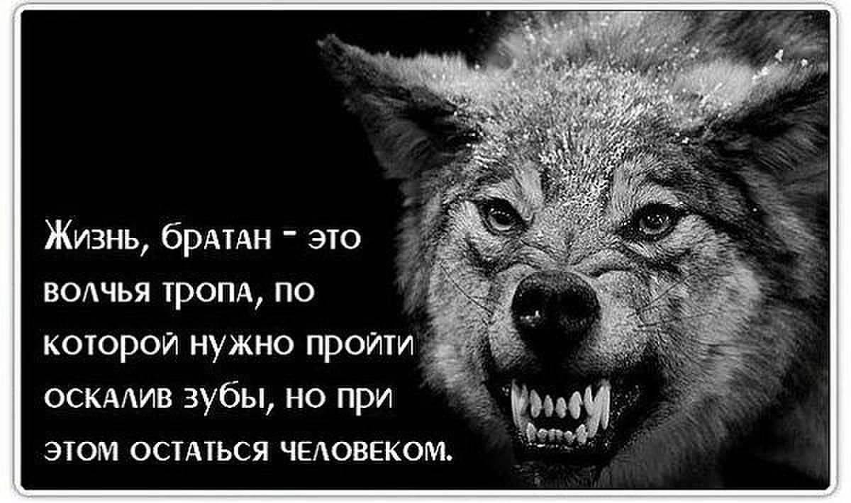 Жизнь брАтдн это волчья тропд по которои нужно проити оскмив зубы но при эюм остлться человвком