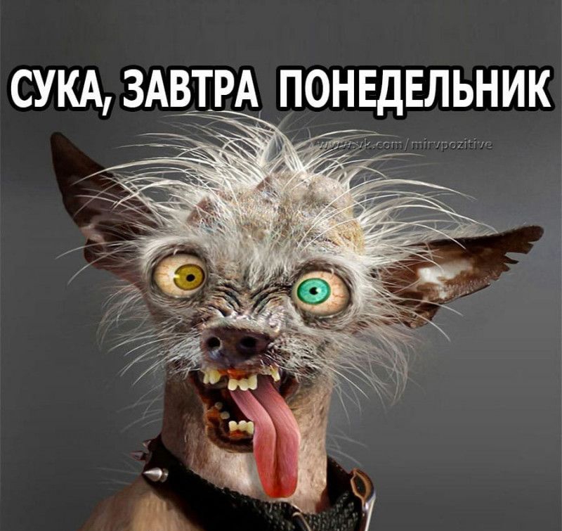 СУКА ЗАВТРА ПОНЕДЕЛЬНИК