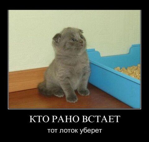 КТО РАНО ВСТАЕТ тот лоток уберет