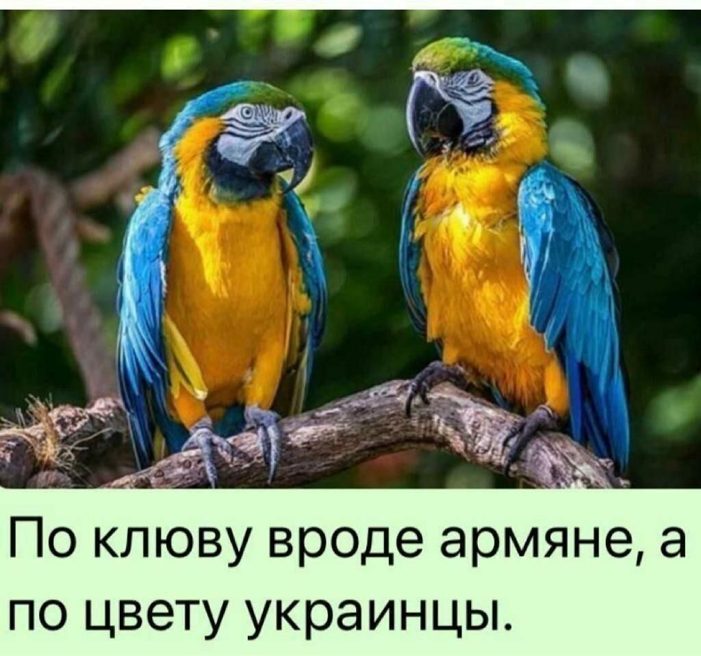 А По клюву вроде армяне а по цвету украинцы