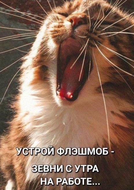 УСТРОЙ ФЛЭШМОБ - ЗЕВНИ С УТРА НА РАБОТЕ...