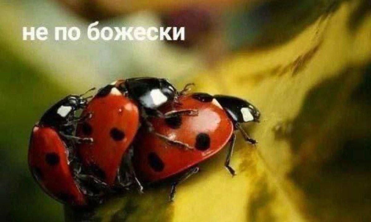 не по божески