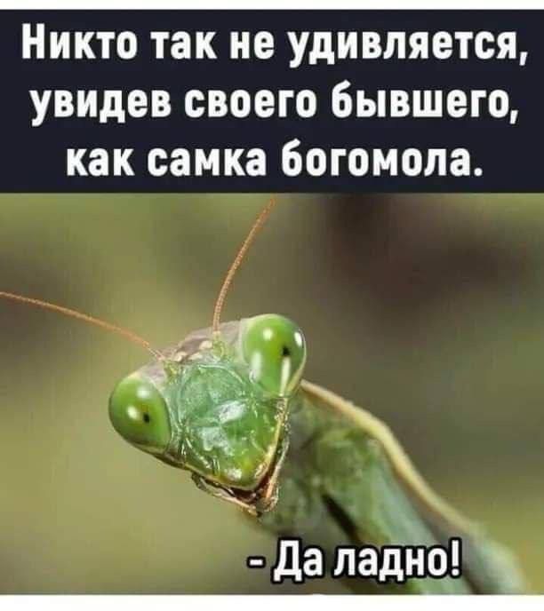 Никто так не удивляется, увидев своего бывшего, как самка богомола. - Да ладно!