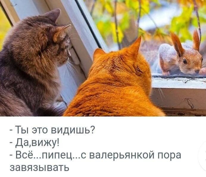 - Ты это видишь? - Да, вижу! - Всё...пипец...с Валерьяной пора завязывать