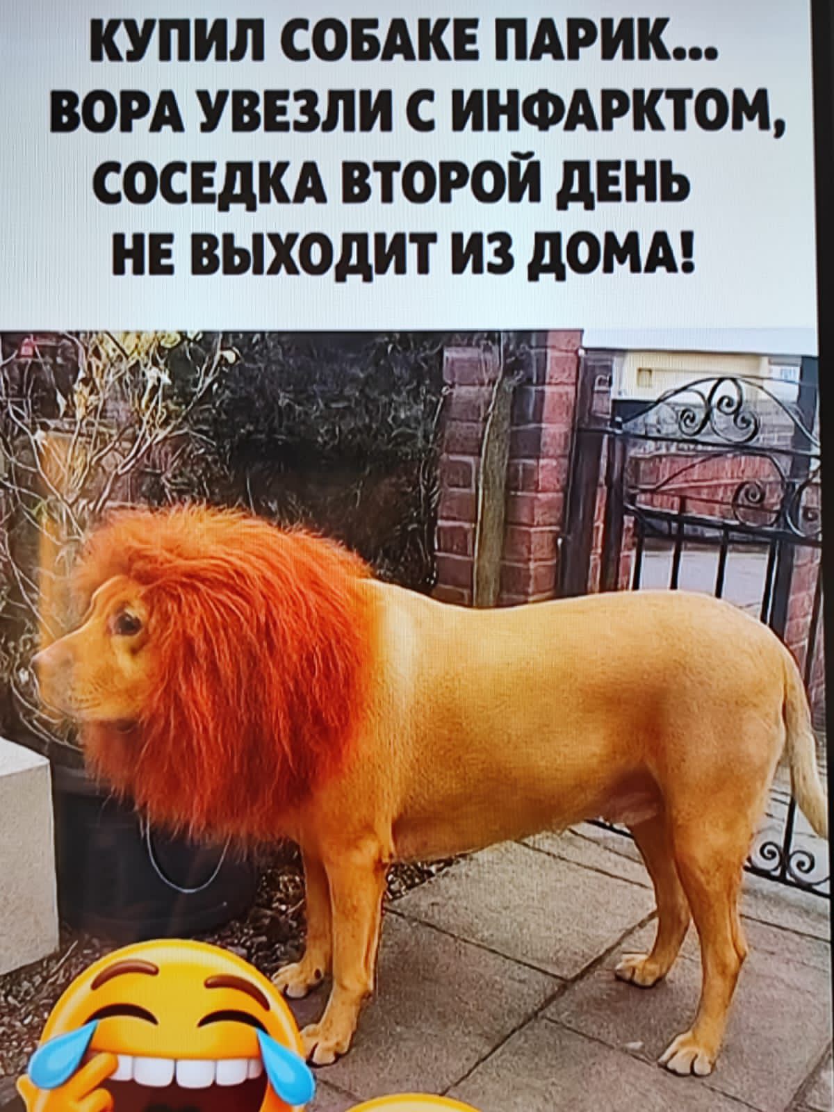 КУПИЛ СОБАКЕ ПАРИК... ВОРА УВЕЗЛИ С ИНФАРКТОМ, СОСЕДКА ВОТОРЫЙ ДЕНЬ НЕ ВЫХОДИТ ИЗ ДОМА!