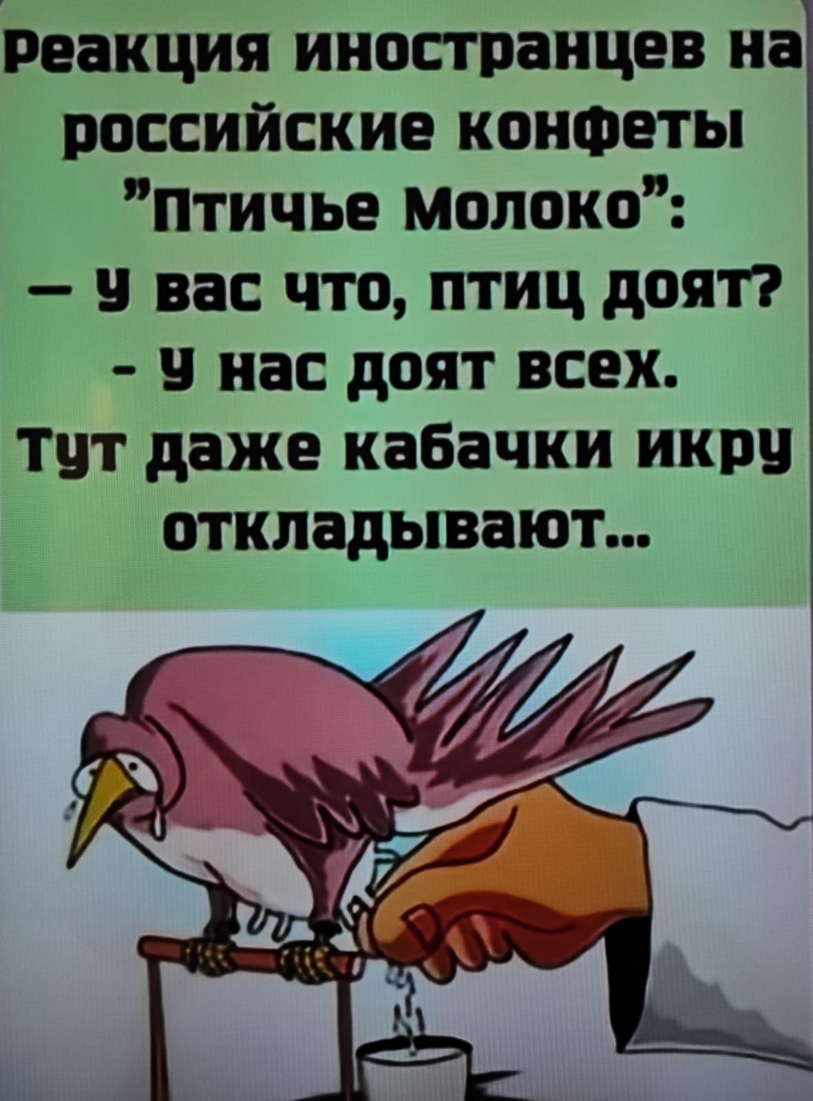 Реакция иностранцев на российские конфеты 'Птичье Молоко': - У вас что, птиц дохят? - у нас дохят всех. Тут даже кабачки икру откладывают...