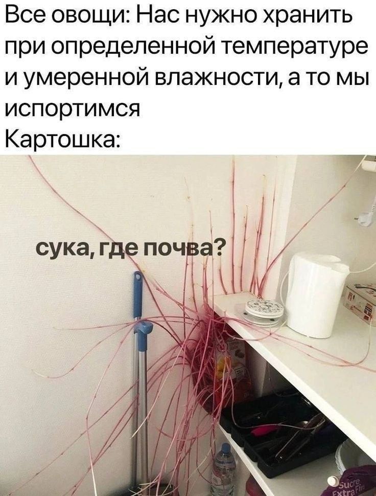 Все овощи: Нас нужно хранить при определенной температуре и умеренной влажности, а то мы испортимся Картошка: сука, где почва?