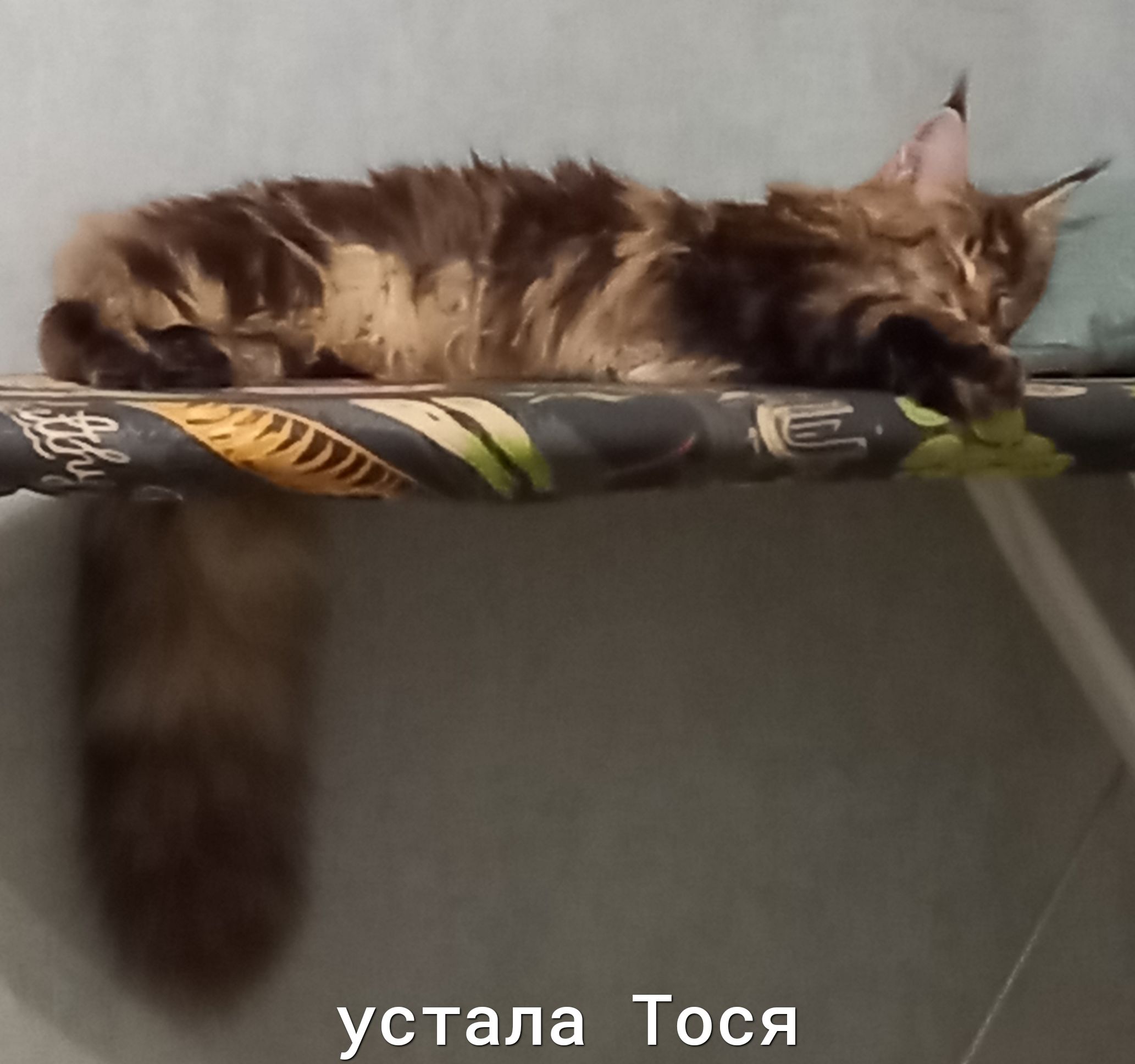 устала Тося
